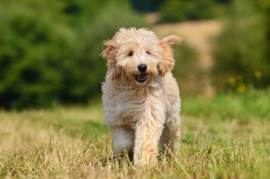 Goldendoodle Dandies