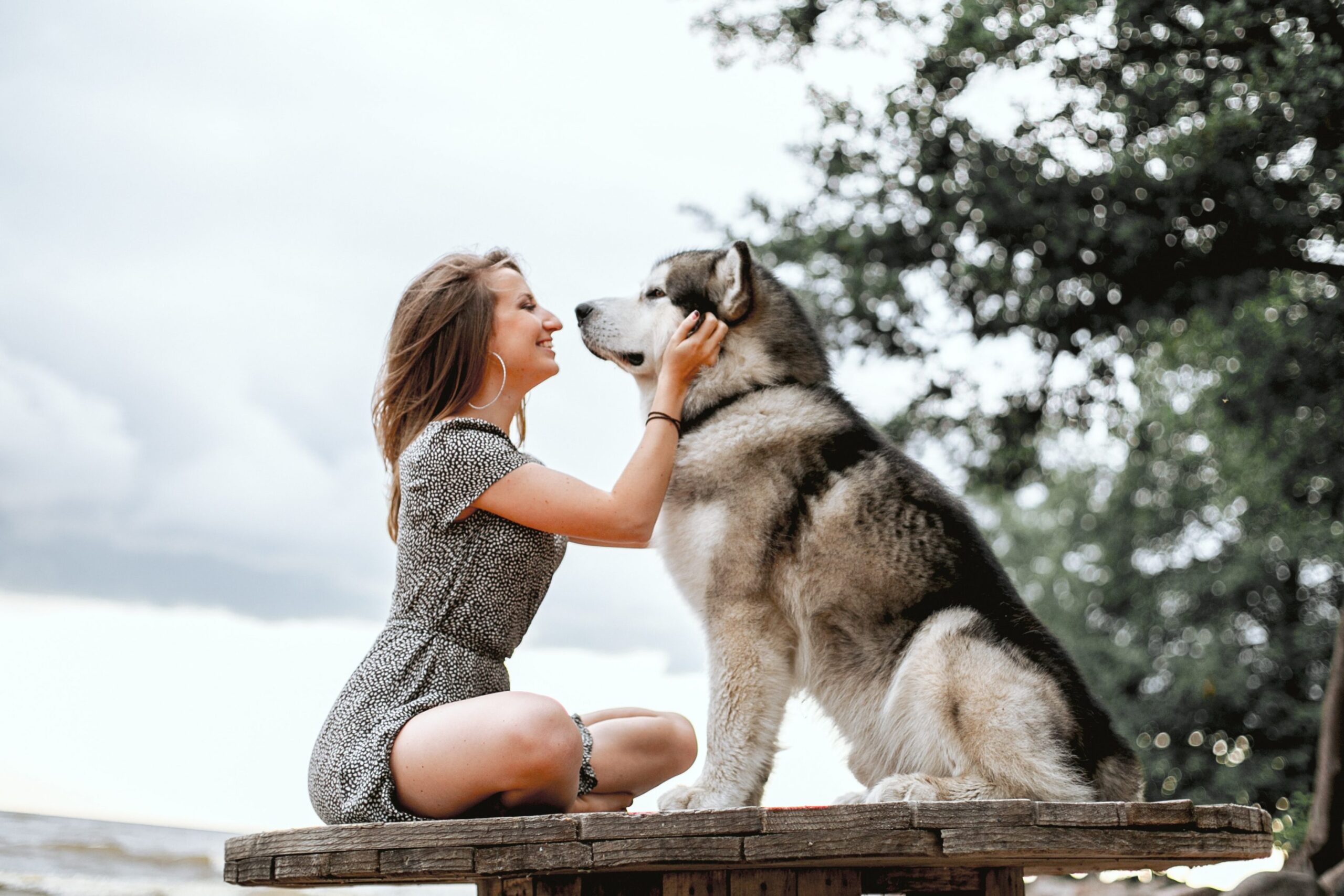 Animal Communication Services