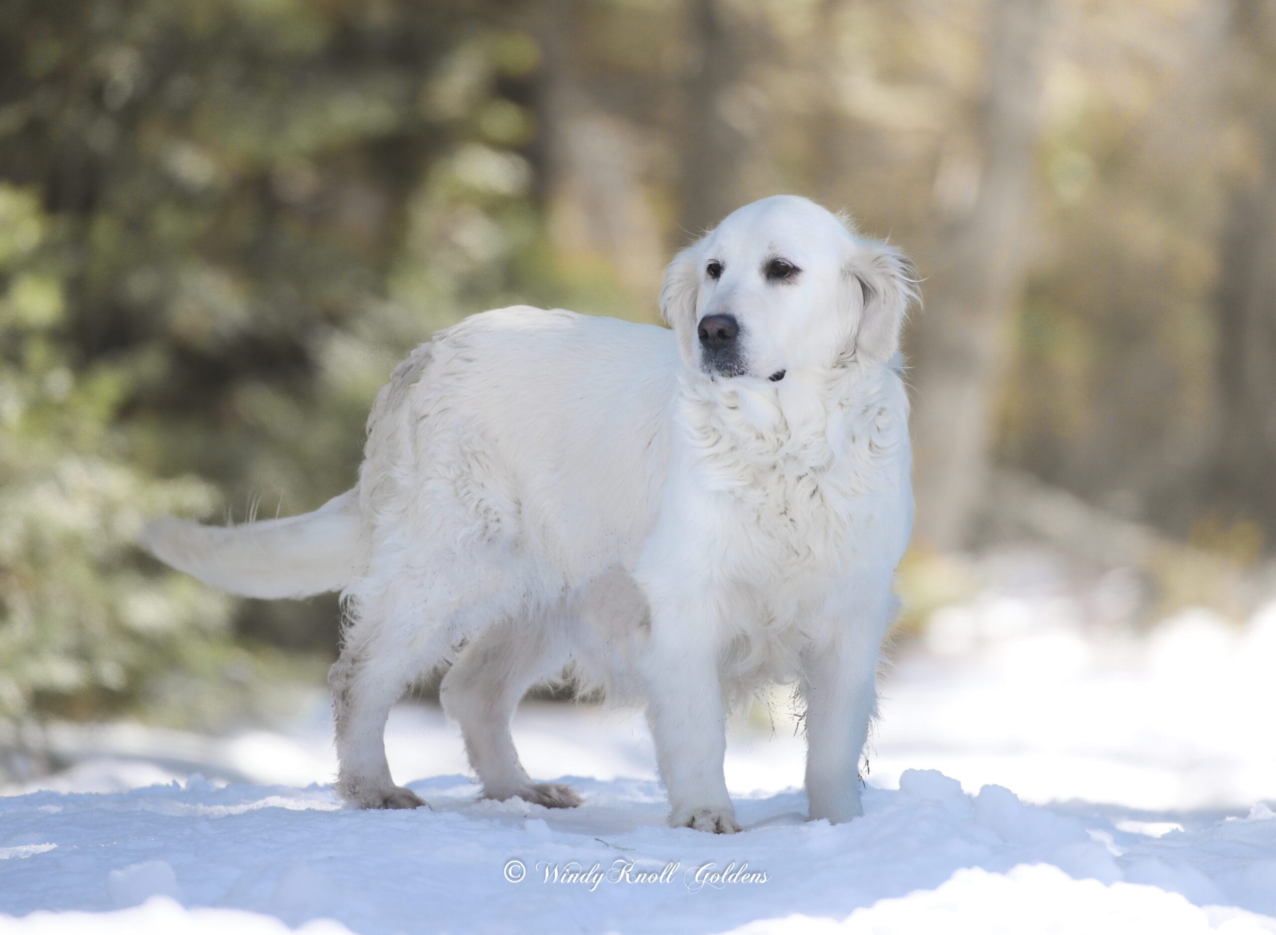 English cream golden retriever