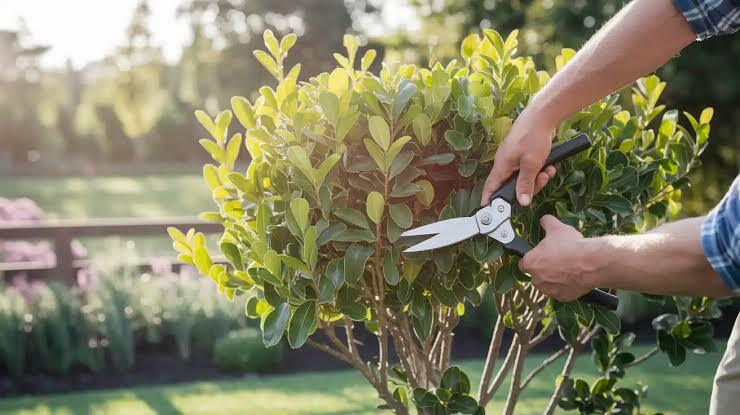 Trim Trees